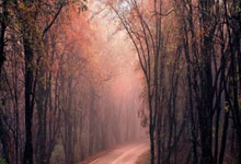 尼斯状态回暖，法甲夺冠呼声渐高