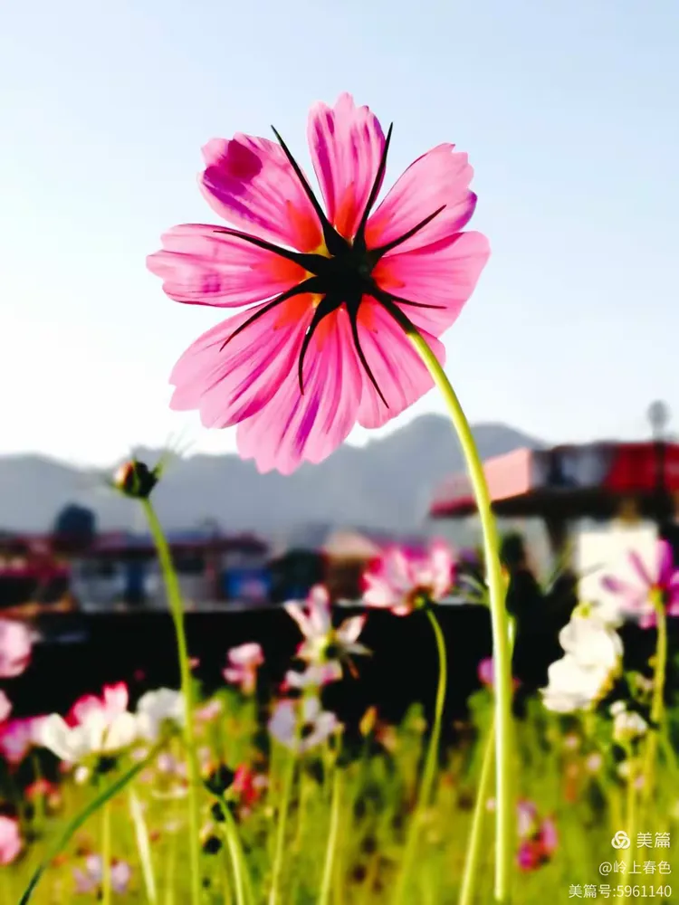 关于拉美骄子风华绰约!令人惊艳!的信息 关于拉美骄子风华绰约!令人惊艳!的信息